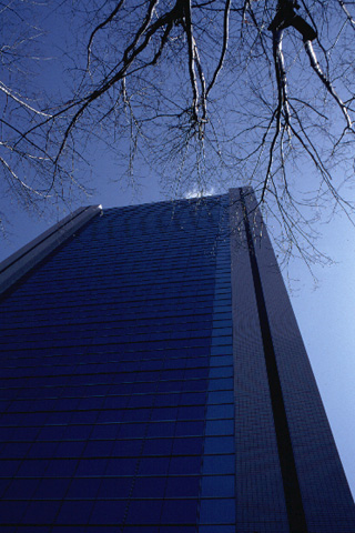 道庁付近を歩いているとビルの隙間から覗く陽射しと木の枝が眩しかった。