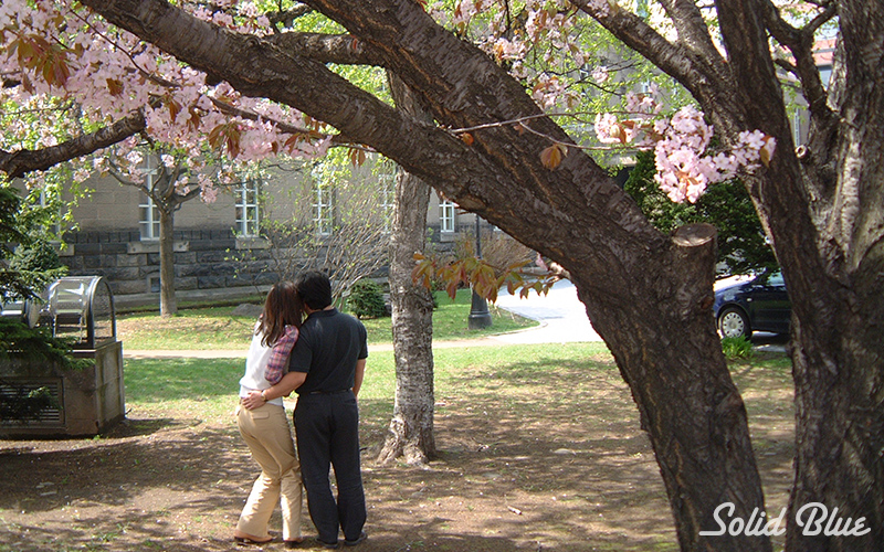 大通公園はバラが満開。イングリッシュガーデンのよう。