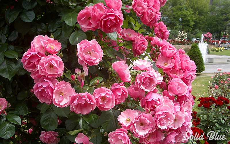 記念撮影をするカップルの後ろ姿が微笑ましい。