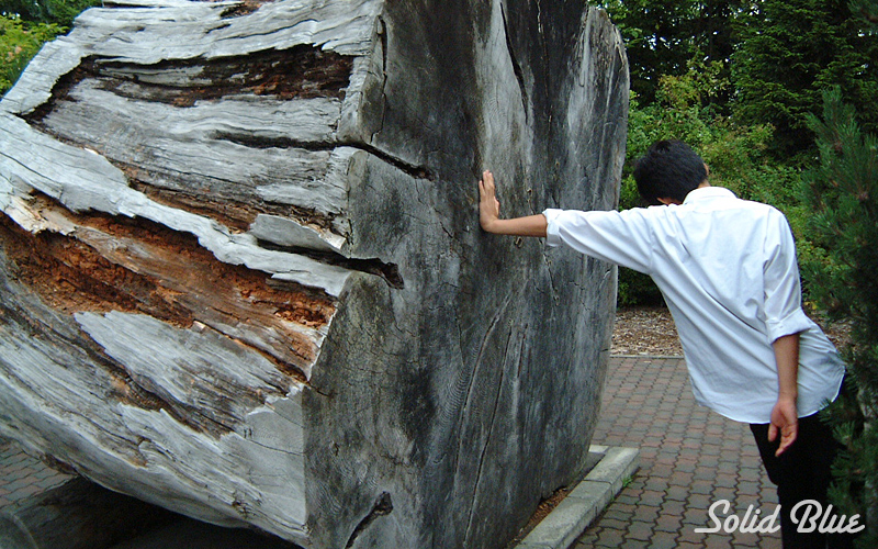 巨大な切り株。相当大きな樹だったようだ。