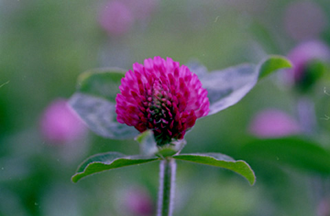素朴ながら鮮やかな色のアカツメクサ。子供の頃、花かんむりを編んだのを思い出す。
