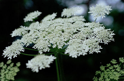 「女郎花」と書いて「おみなえし」と読むこの白い花は、日陰にひっそりと咲く。