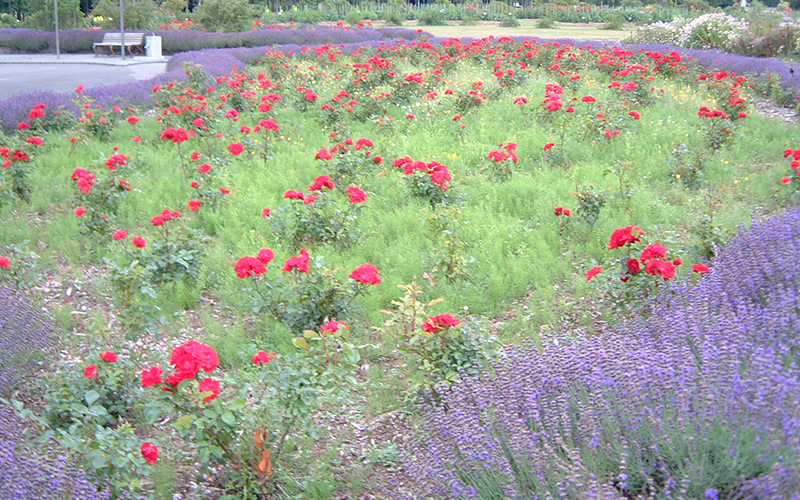 百合が原公園の花壇の一角