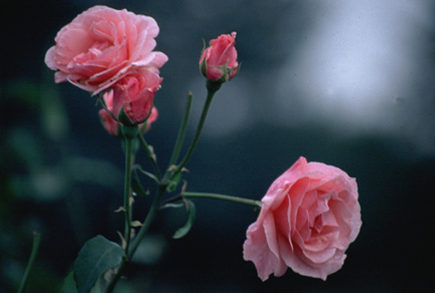 優しい色のバラが札幌の街のあちこちに咲いている。