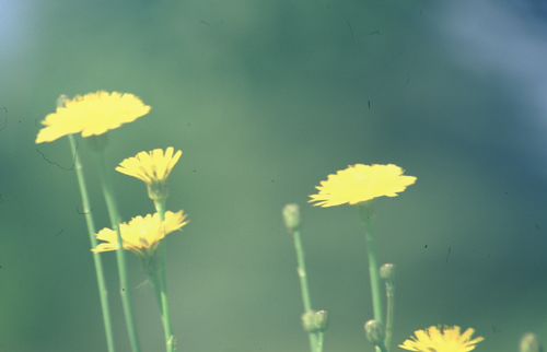春から秋にかけての長い期間咲いている北海道のタンポポは本州のタンポポと違い、茎が長い。