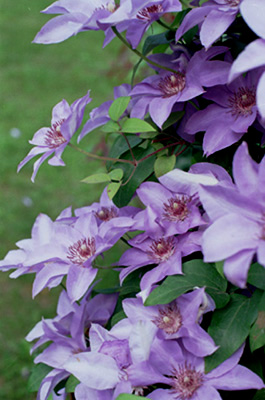 北大構内に咲き誇るテッセンの花。