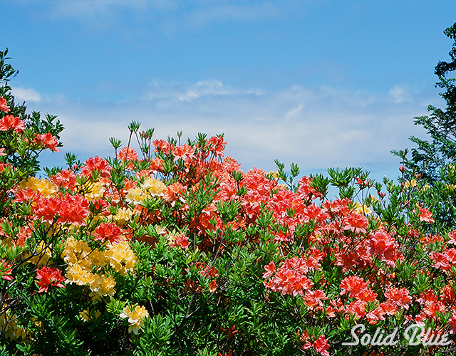 よく晴れた空ときれいなツツジの花。