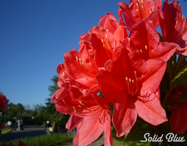 鮮やかな赤い花はまるでハイビスカスのよう。