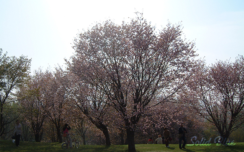 真駒内公園にて