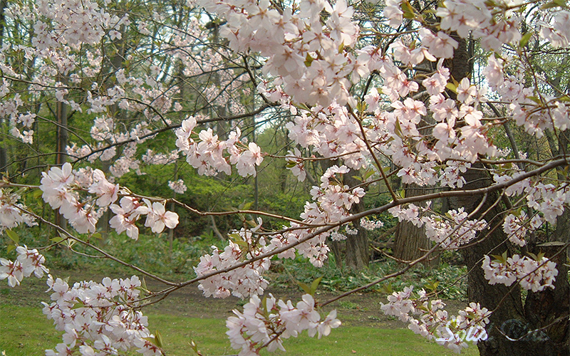 真駒内公園にて