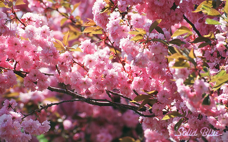 八重桜