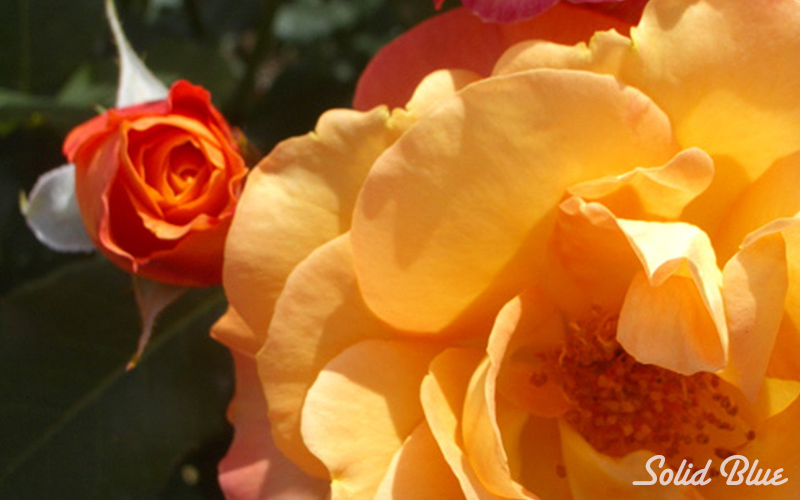 チザキバラ園にて。（平成21年10月に閉園）