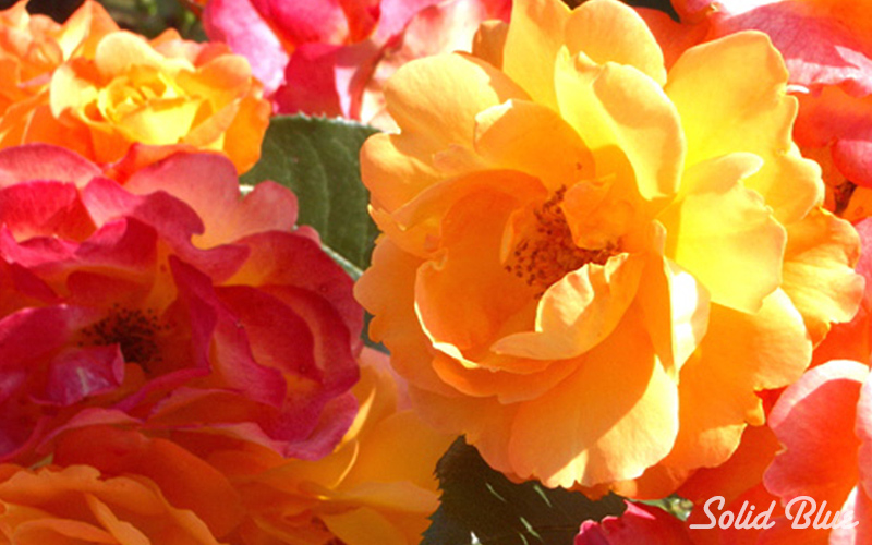 チザキバラ園にて。（平成21年10月に閉園）