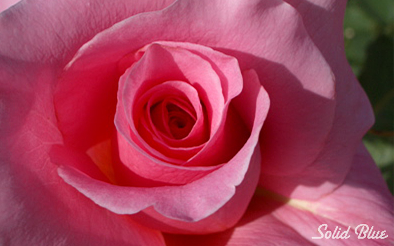 チザキバラ園にて。（平成21年10月に閉園）