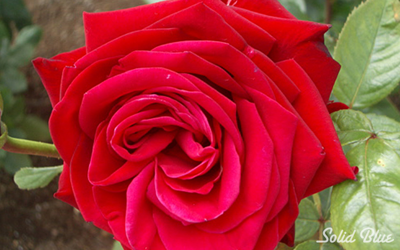 チザキバラ園にて。（平成21年10月に閉園）