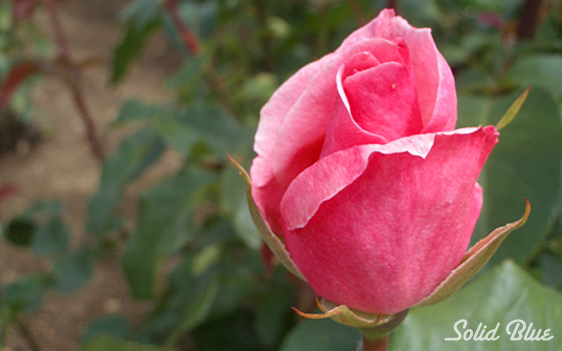 チザキバラ園にて。（平成21年10月に閉園）