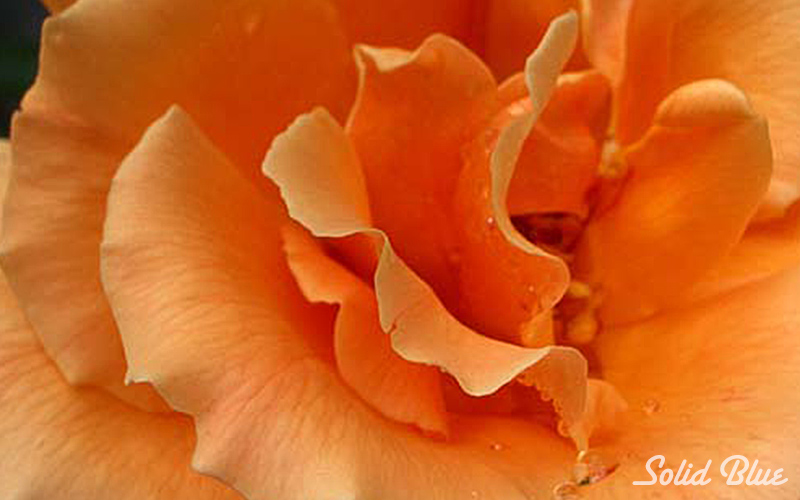 チザキバラ園にて。（平成21年10月に閉園）