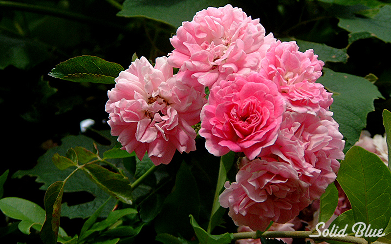 チザキバラ園にて。（平成21年10月に閉園）