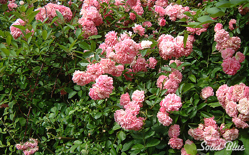チザキバラ園にて。（平成21年10月に閉園）