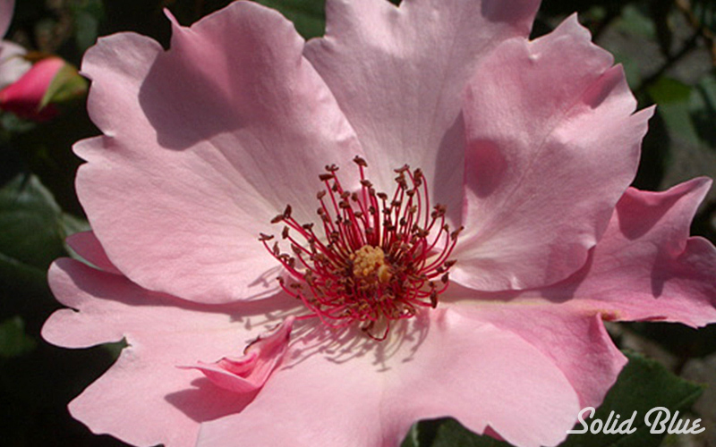 チザキバラ園にて。（平成21年10月に閉園）