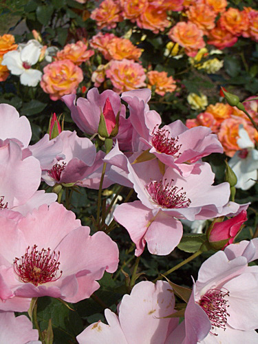 チザキバラ園にて。（平成21年10月に閉園）