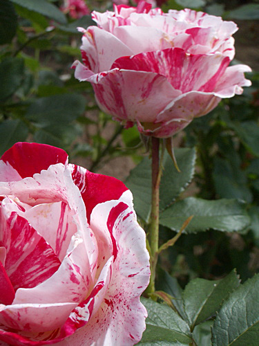 チザキバラ園にて。（平成21年10月に閉園）