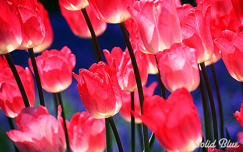 百合が原公園にて  2002.05.14撮影