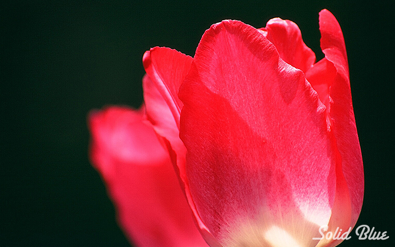 百合が原公園にて  2002.05.14撮影