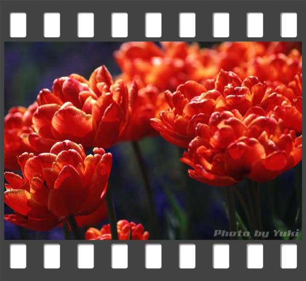 百合が原公園にて  2002.05.14撮影