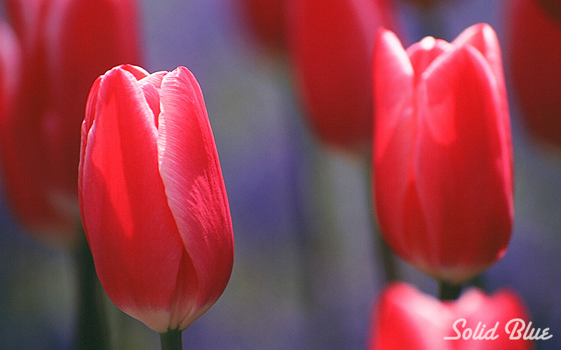 百合が原公園にて  2002.05.14撮影