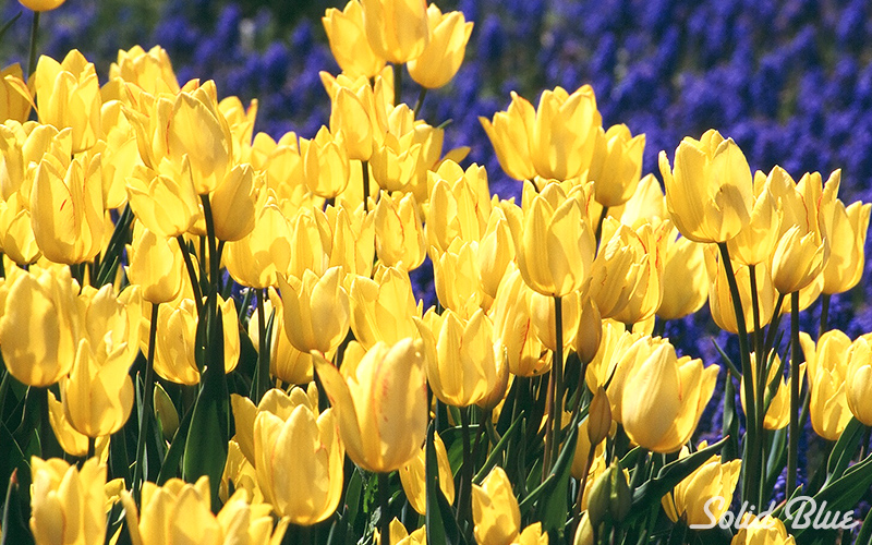 百合が原公園にて  2002.05.14撮影