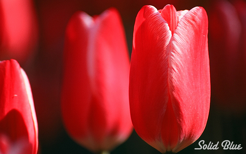 百合が原公園にて  2002.05.14撮影