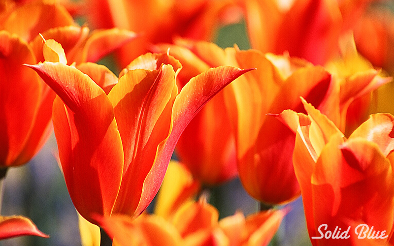 百合が原公園にて  2002.05.14撮影