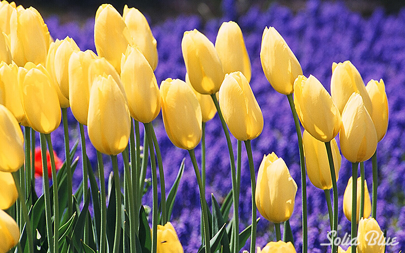 百合が原公園にて  2002.05.14撮影