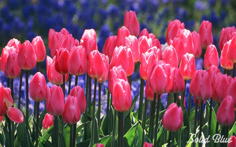 百合が原公園にて  2002.05.14撮影