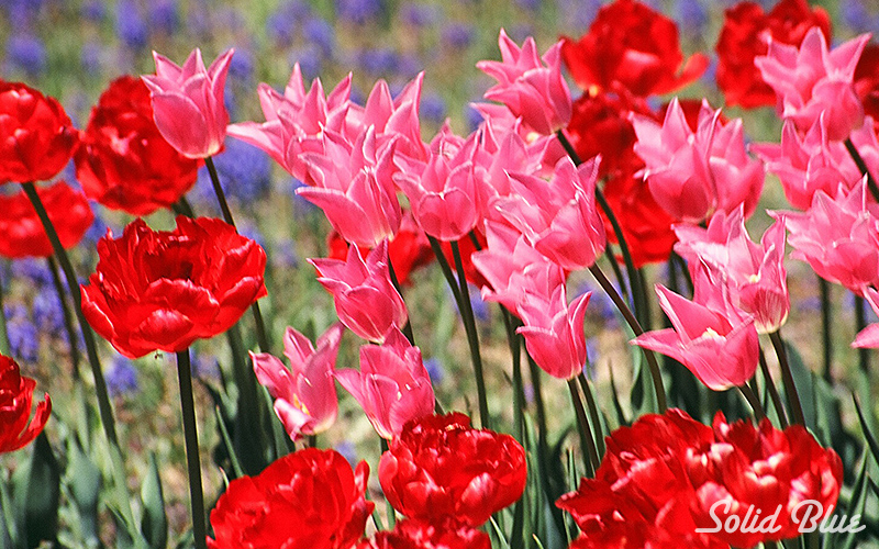 百合が原公園にて  2002.05.14撮影