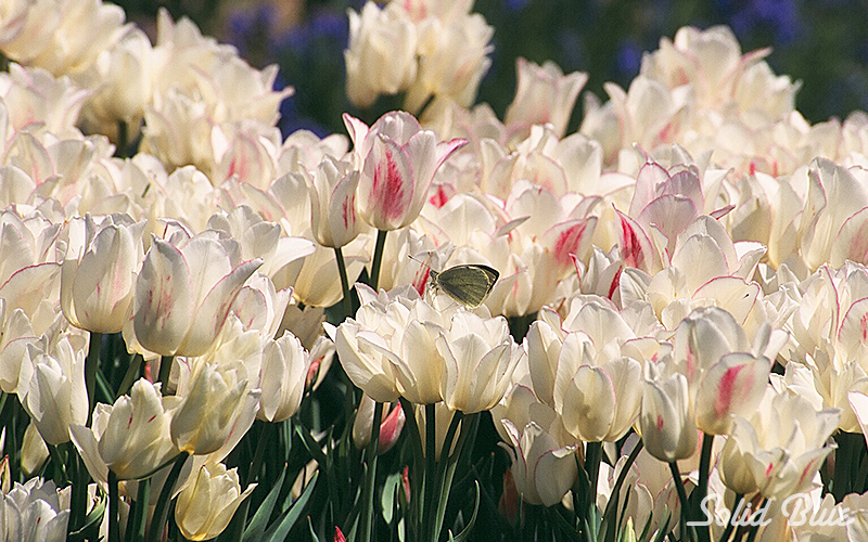 百合が原公園にて  2002.05.14撮影