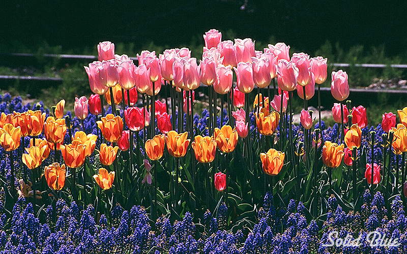 百合が原公園にて  2002.05.14撮影