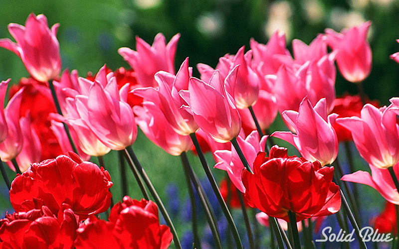 百合が原公園にて  2002.05.14撮影