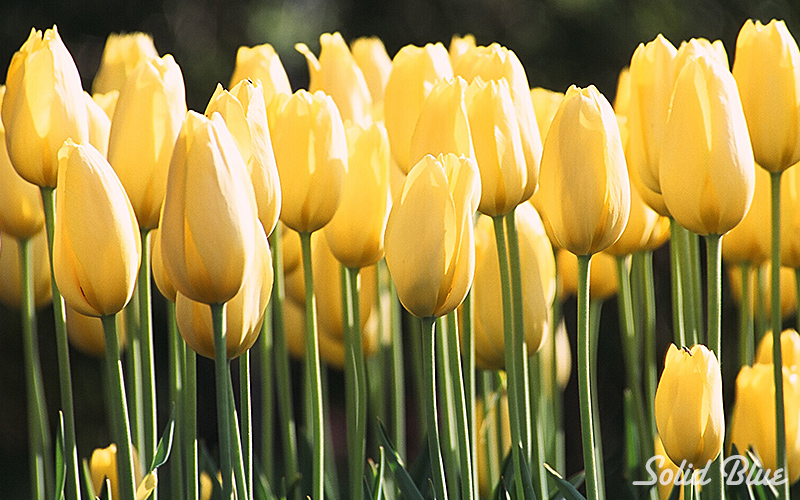 百合が原公園にて  2002.05.14撮影