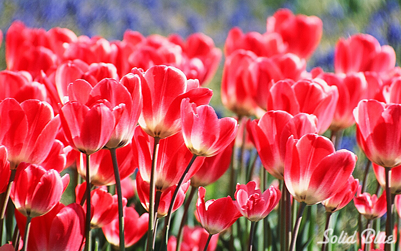 百合が原公園にて  2002.05.14撮影