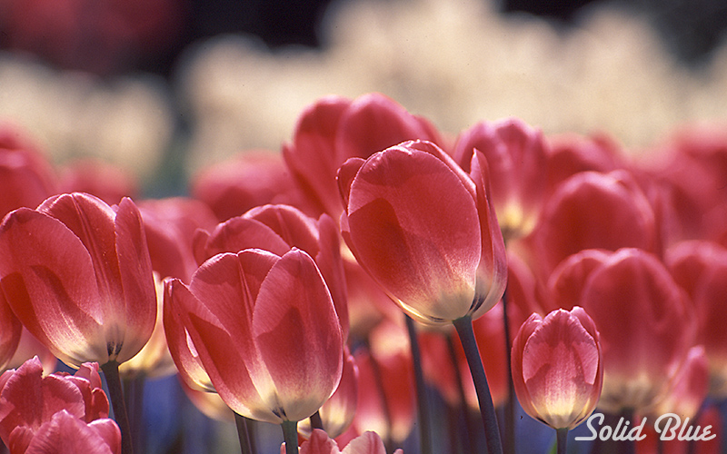 百合が原公園にて  2002.05.14撮影