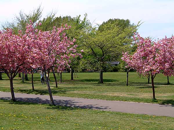 およそ１ヶ月前にはまだ花もほとんどなくて寂しい感じだったのが、今日行ってみたらびっくりするくらい花がたくさん咲いていて、大勢の人が花を見に来ていた。2002.05.14　撮影