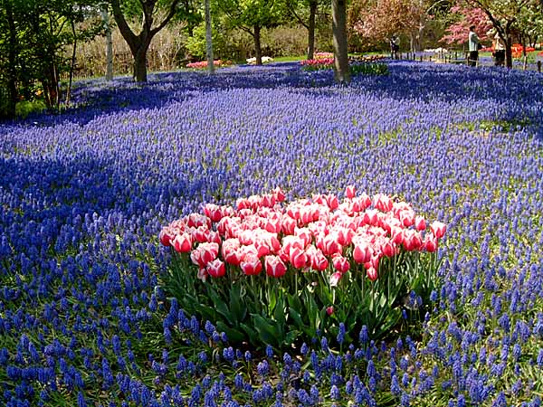ムスカリの花の中にぽつん、ぽつんといろんな色、いろんな品種のチューリップが肩を寄せて咲いている。近づいて見るとさらにムスカリとチューリップのコントラストがチューリップの花を浮き立たせ、幻想的な雰囲気を見せてくれる。　2002.05.14　撮影