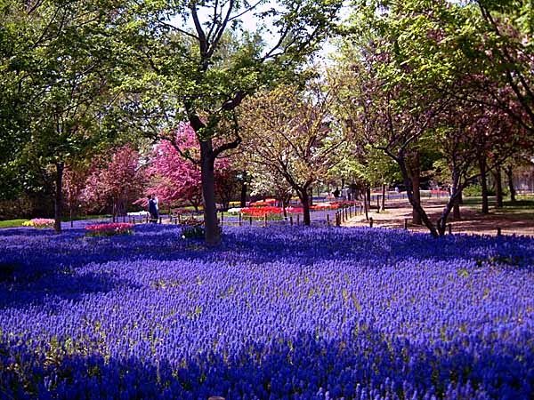 まるで紫色のじゅうたんを敷き詰めた中に赤や白や黄色、オレンジなど色とりどりの花束が置かれたような、とても嬉しくなる夢のような光景。　2002.05.14　撮影